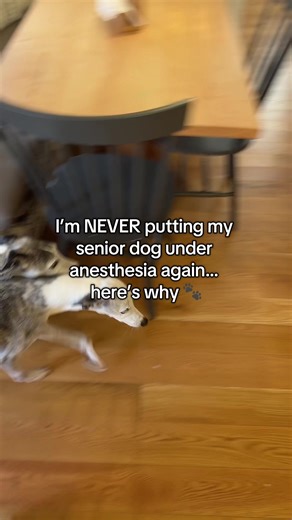 Dental Care Solution for Senior Dogs Without Anesthesia