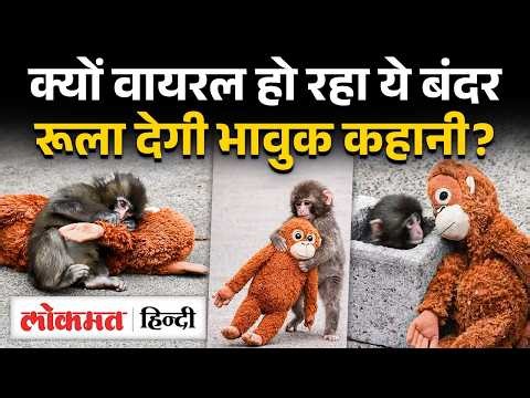 Japan के Viral Baby Monkey Punch-Kun की कहानी, मां ने ठुकराया तो खिलौने से लिपटकर जी रहा। IKEA। UK2