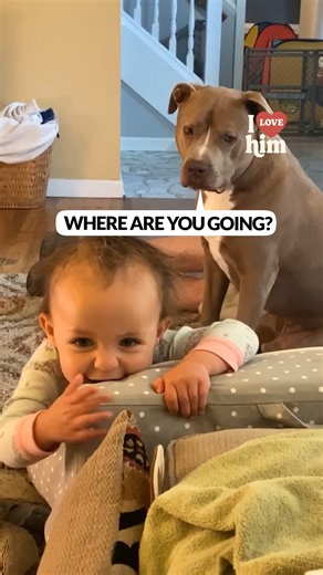 1.4M views · 10K reactions | She loves getting kisses from the dog 藍 | ILoveHim | Facebook