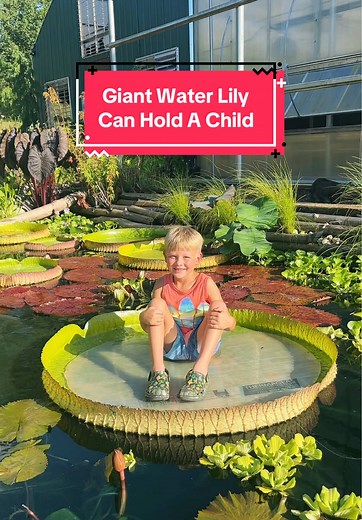 Floating Fun on Giant Lily Pads for Kids