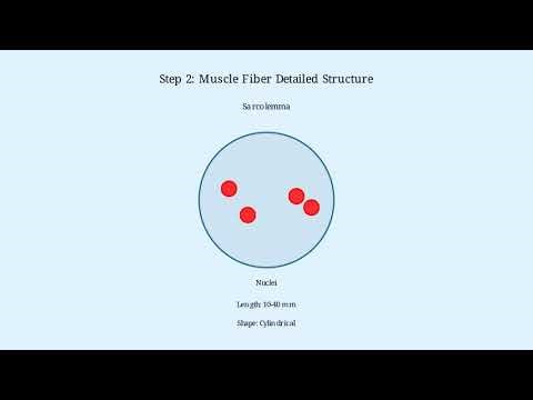 THE MUSCLE TISSUE (STRIATED MUSCLE) STRUCTURAL and FUNCTIONAL CHARACTERISTICS