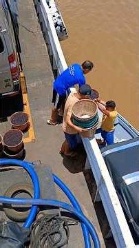 Amazon River Boat Delivery: Açaí - Pará, Brazil
