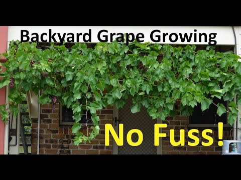 No Fuss Backyard Grape Growing Pruning Propagating