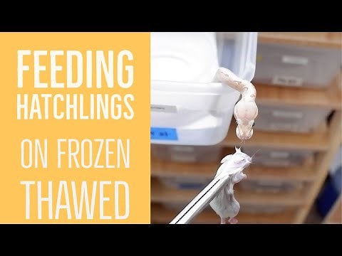 How to feed baby ball pythons with frozen thawed meals