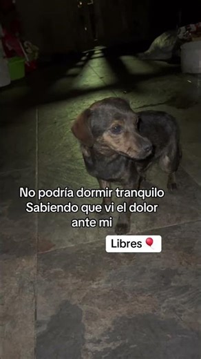 They were checked by a veterinarian #stray #abandoned