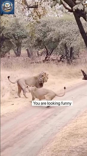 Lion Fight: Epic Clash in the Wilderness
