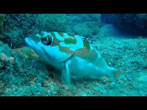 The Secret Life of Blacktip Groupers: Patiently Waiting & Blending into Coral Ecosystems