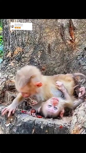 Baby Monkey Life: An Emotional Journey