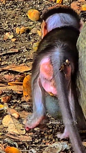 A beautiful mother and the cutest baby monkey in the world. ( Ep 57 ) [ #monkey ].