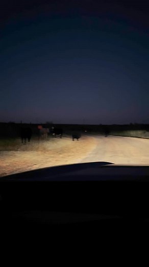 10K reactions · 39 comments | Alarm still set for 4am 路‍♂️ #dealwithit #fishing #funny #team #work #relationships #wife #girl #laugh | My Chaotic Fishing | Facebook