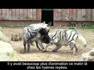 Les hyènes du Domaine des Fauves