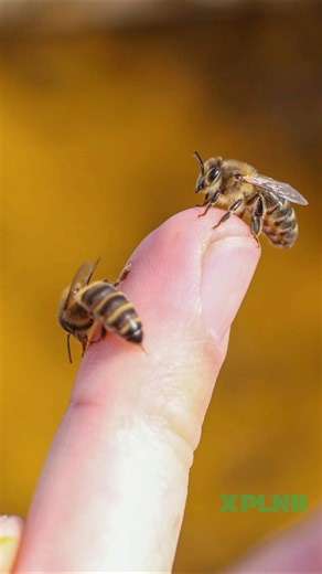 Perché le api muoiono quando ti pungono?