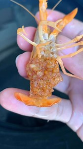 558K views · 5.6K reactions | Breeding Tutorial勺 Part 2 咽#breeding #tutorial | Vons Crayfish Worldd | Facebook