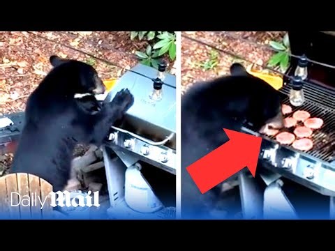 Unbelievable moment: Bear breaks into campsite then opens a BBQ and devours all the burgers