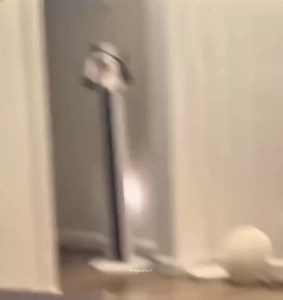 285K views · 10K reactions | Their vibe is lit  | Ｄｉｓｔｒａｃｔｉｏｎ | Facebook