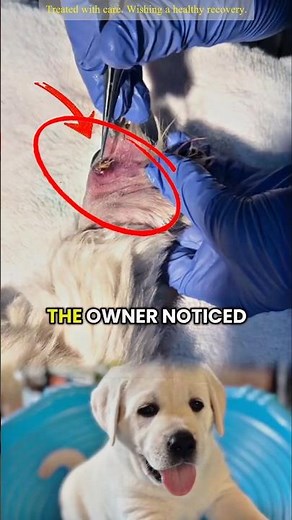 What does a foxtail look like? #FoxtailRemoval #PuppyCare #DogHealth #VetCare #PetSafety