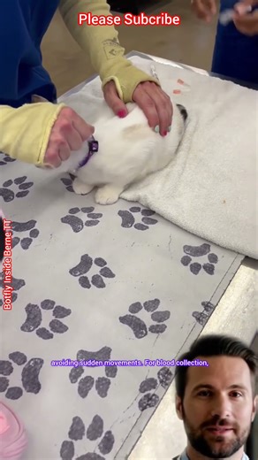 Gentle Care in Action: A Cat’s Blood Test and Injection