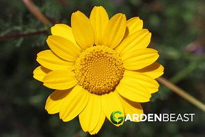 Golden Marguerite Guide: How to Grow & Care for “Cota tinctoria”