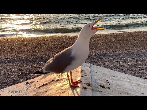 Звук чайки – крик или смех птицы у океана