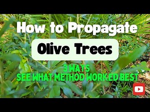 How to Propagate Olive Trees - 3 Methods (Learn What Worked Best)