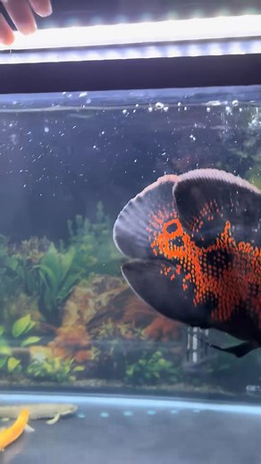 67K views · 1.3K reactions | “The Angry Fish Mood ✨”. #angryfish #fishattitude #moodyfish #aquariumlife #fishtanklove #aquariumdecor #beautifulaquarium #fishlover #tanksetup #freshwaterfish #plantedtank #fishtankvibes #aquascapinglife #fishdaily #aquariumcommunity #aquariumhobby #fishcrazy #tankaesthetic #fishmood #aquariumworld #natureaquarium #fishphotography #fishtankaddict #myfishtank #aquariumplants #discusfish #angelFish #colorfulfish | Insider Fish | Facebook