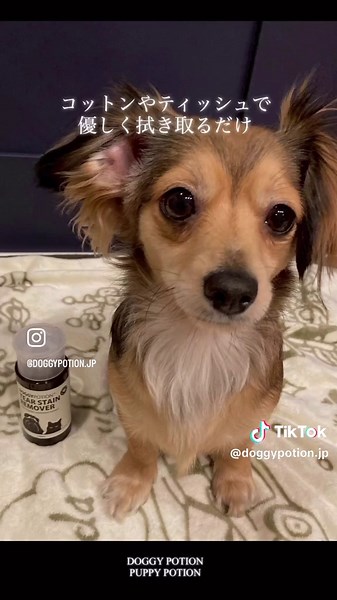 TikTokでDOGGY POTION 日本公式さんをチェック！