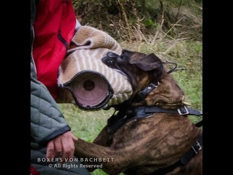 Boxer Dog, Police Dog, Schutzhund Boxer "Sammy" IPO 3 protection