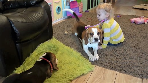 Girl plays vet with dogs like a tiny medical pro