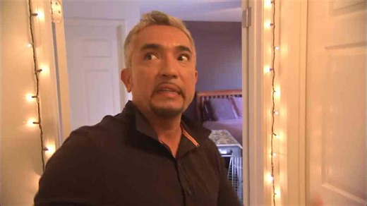 One wrong move sets this Rottweiler off! | Dog Whisperer with Cesar Millan