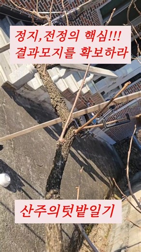 Basic persimmon tree pruning methods (multi-yield, tree-cleaning decisions)