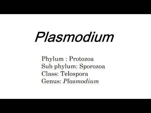 Plasmodium ,Full 20-Minute Lecture: Life Cycle, Stages, Malaria Pathogenesis, Diagnosis & Prevention