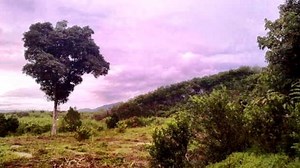 Sponsor A Tree, Save Your Future