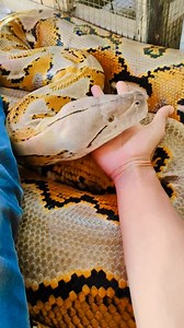 299 reactions · 18 shares | Bro completed python master course  #fypviralシ #fbreelsfypシ゚viralシ #fypシ゚viralシfypシ゚viralシalシ #fypシ゚ #fyp #fy #reel #newyork #animallover | Nwoke Ozioma Jesse | Facebook