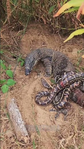 Lace monitors, predators that have been observed engaging in intense battles with carpet pythons