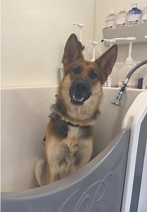 Groom Your German Shepherd Like a Pro