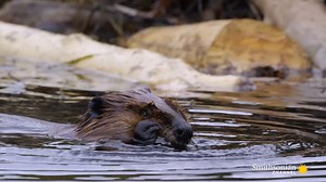 289K views · 19K reactions | Hard work pays off! So much in fact, that this beaver clip from Great Lakes Untamed earned it the #4 spot in our top 10 videos of 2022! There's a reason why a beaver's 9-5 life consists of dam building. Dams keep out predators, protect their families from floods, and help the overall ecosystem. Building dams has actually helped beavers create a relationship with the most unlikely of allies: wolves. | Smithsonian Channel | Facebook