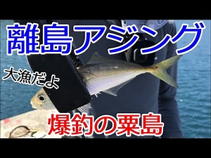 夏の離島でアジング 爆釣の新潟県粟島 かわいいメバルやあの魚も！