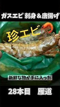 【珍しすぎる】超！新鮮なガスエビを入手！刺身と唐揚げが美味い！【御酒印帳28本目】 #晩酌#海鮮#日本酒#sake#seafood#japan #おつまみ