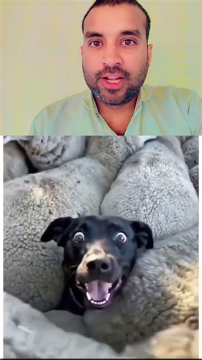 Best Funny Dog Reaction | Dog vs Sheep 🐑😂 #shots #FunnyVideo