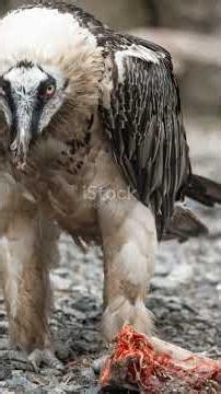 Bearded Vulture: Cute but Sky-Gliding Genius!