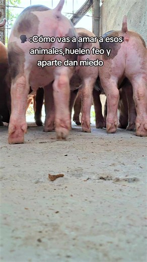Exploring the Love for Animals in Pig Farming