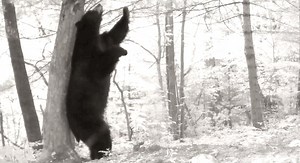 15K views · 450 reactions | ….and they’re off!  殺  Scruffy marked...