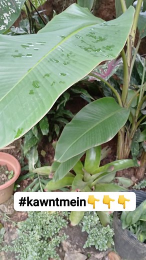 Ningkamot gyud ni syag kamang arong maabot sa ibabaw🐌 #snail #snailshell #frontyardgarden | Daisylou Dugeno Bandico Samante