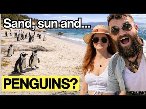 What are THOUSANDS of PENGUINS doing on sunny beaches in Africa? (Animal Adaptations Explained)