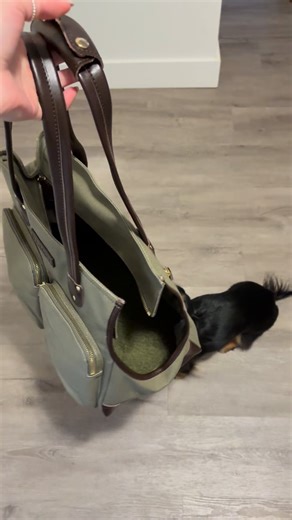 Loki the Ween 🌭 | Do you take your dog everywhere with you? 💅🏻 . . @djangobrand has the cutest dog tote carrier bag 👜 Loki loves how comfy it is (he... | Instagram