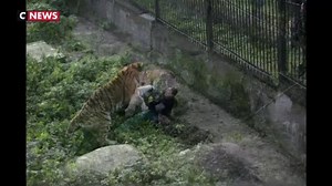 Un tigre attaque une soigneuse du zoo