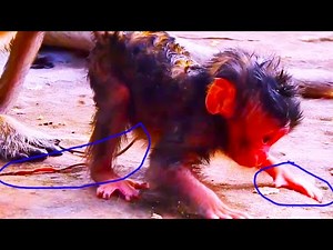 The Sad Truth Behind Wildlife Survival: Abandoned Baby Monkey Tries to Walk Alone #WildlifeRescue