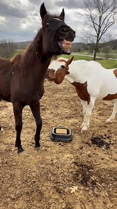 Wally meets uncle Bo!🐴❤️ | Katie Van Slyke