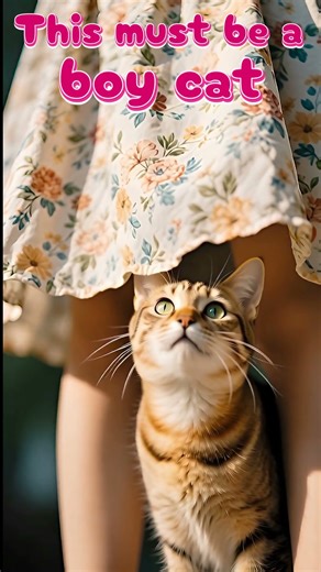 Cat under Skirt | This must be a BOY cat 🤣🤣🤣 #storyspark