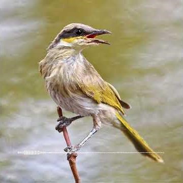 Call of the Singing Honeyeater